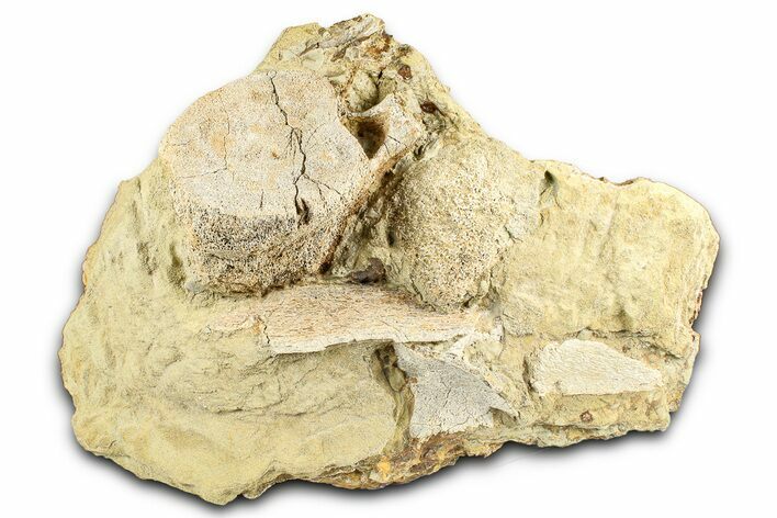 Hadrosaur Vertebra and Bone Sections in Sandstone - Wyoming #371515